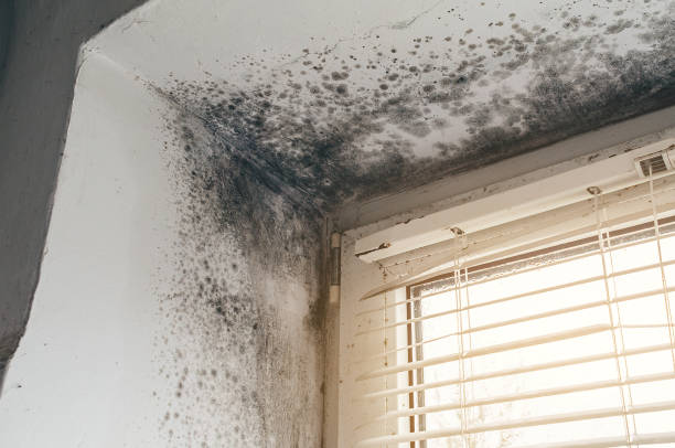 Affordable Hvac And Air Duct Mold Remediation solutions in Lafayette, OR